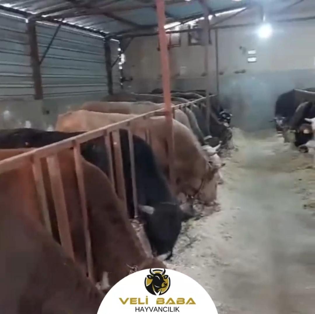 Veli Baba Çiftliği 